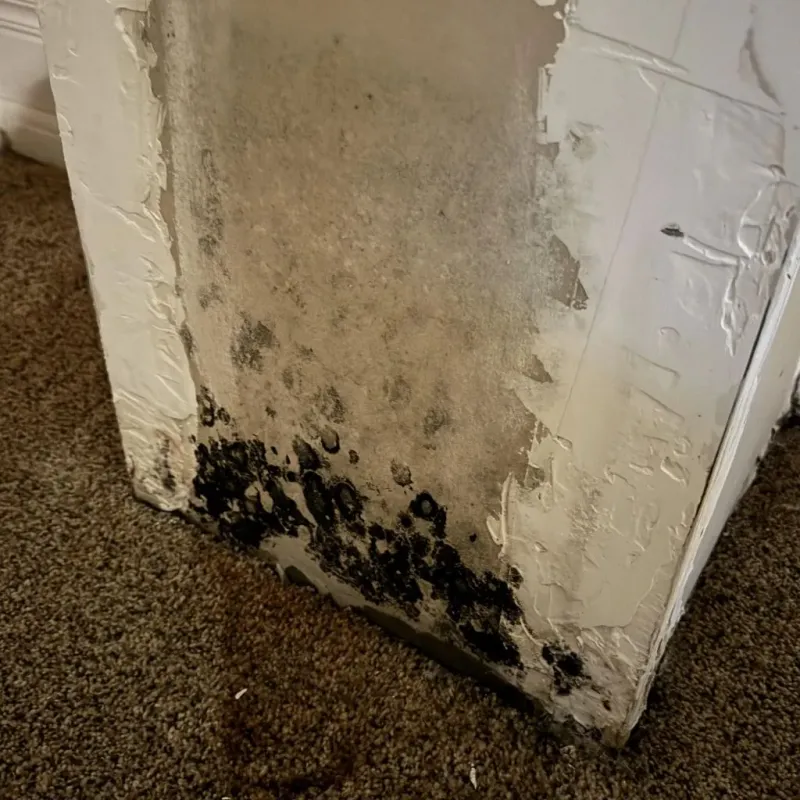 Professional Mold Removal in Seekonk, MA